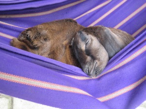 The destructive little culprit, sleeping in the hammock like he owns the place.