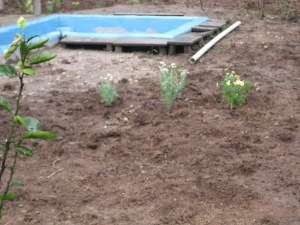 New grass and flowers around the hot tub - the results of all my hard work landscaping, and little of his!