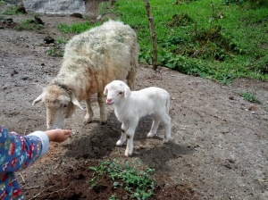 The two year old gets to feed the animals too! (Especially the baby lamb, of course!)